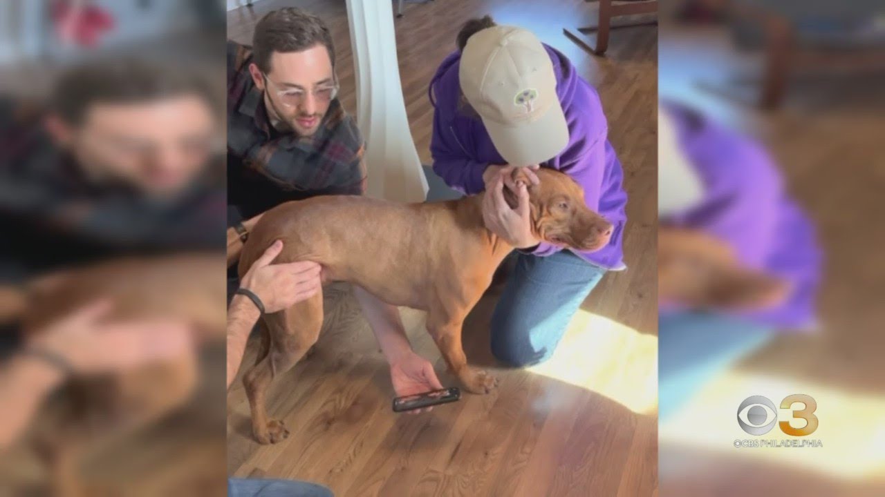Abandoned dog gets new lease on life - YouTube