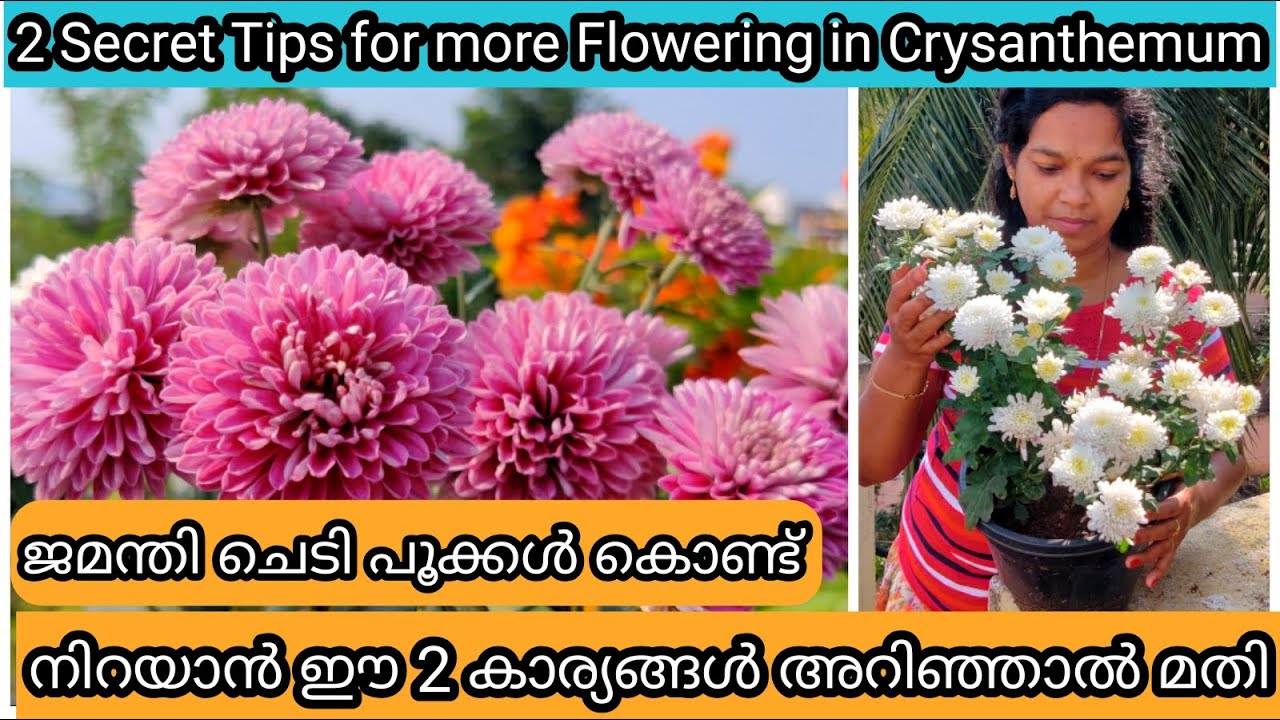 Chrysanthemum Complete Care | Propagation | Flowering Tips | ജമന്തി ചെടി ഒത്തിരി പൂവിടാൻ 2 ടിപ്സ്