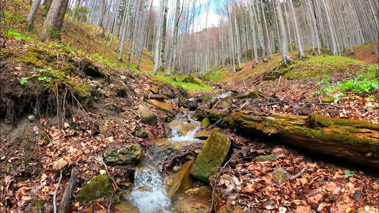 Звук ручья в лесу. Шум ручья. Шум воды и ручья. Звуки ручья в лесу. Шумит вода в ручье.