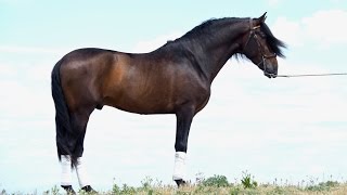 Fenomeno  Andalusian PRL gen - 166 cm - clean X-rays - piro clean - 4 yo