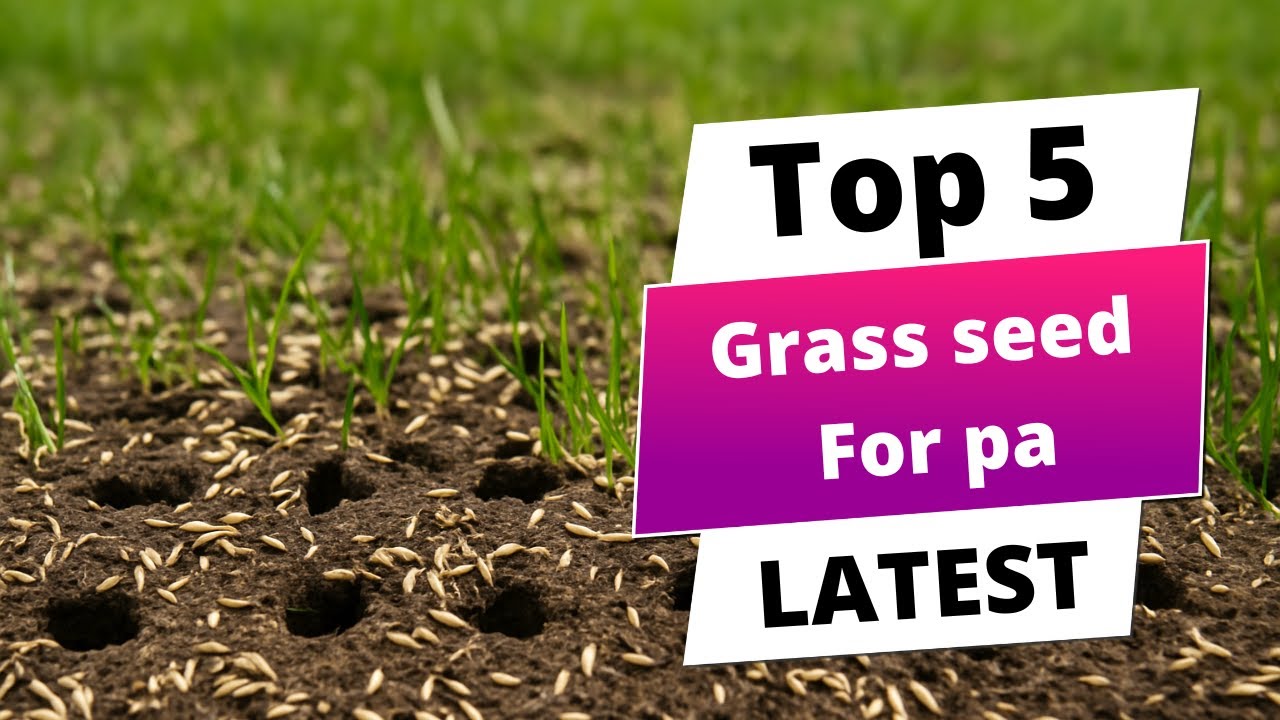 ✅ Best grass seed for pa: Grass seed for pa (Buying Guide)