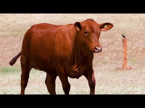 LOTE 65 - GRAMA 7153