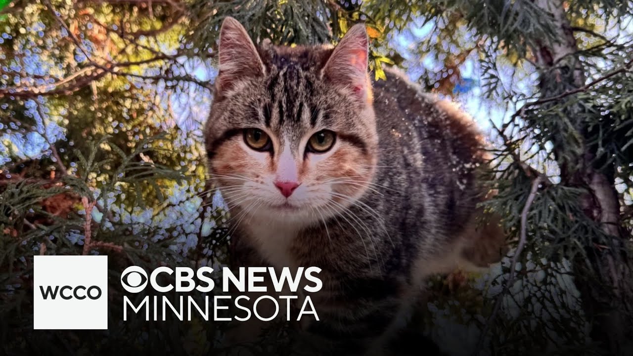 Minnesota family's cat adopted out due to microchip error - YouTube