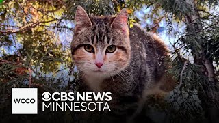 Minnesota family's cat adopted out due to microchip error