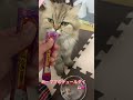 大好きなチュールタイム🐈横浜 子猫専門ブリーダー「律子の部屋」 #shorts #ラグドール#猫のいる暮らし