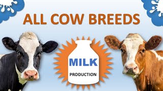 All Cow Breeds Based on Milk Production | Lowest to Highest | Cattle Breeds