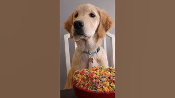 Rubber Ducky Surprises Ducky & Puppy With Car Ride Chase! #shorts #goldenretriever