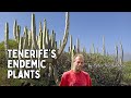 Botanical Wonders | Tenerife&#39;s Endemic Plants