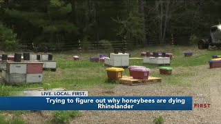 What is causing colonies of #honeybees to die