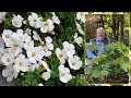 DÉCOUVERTE D’UNE CHARMANTE FLEUR D’ÉTÉ QUI CHANGE TOUT LE TEMPS DE NOM Le Quotidien du Jardin N°211