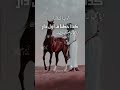 شتاوي عرب حزينه شتاوي عرب حزينه