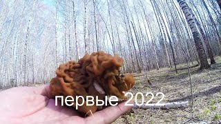 Первые грибы 2022 года, первые грибы строчки 2022, первые весенние грибы сморчки 2022