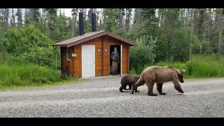 Close Bear Encounter in Katmai Park by Grizzly Alaska 1,897 views 11 months ago 20 seconds