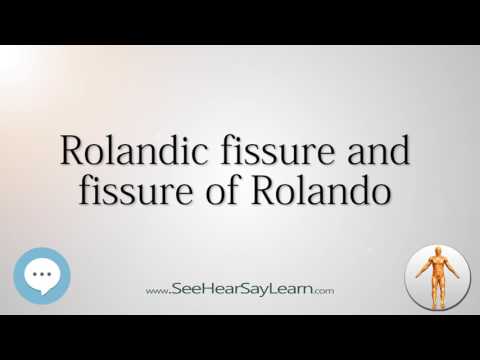 Rolandic fissure and fissure of Rolando    Anatomy Named After People 🔊