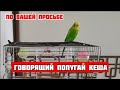 По вашей просьбе/Волнистый попугай Кеша разговаривает/Очень болтливый попугайчик 🥰