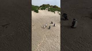Cape Town: Penguins at Boulders Beach – experience wild safari moments on the beach! #capetown