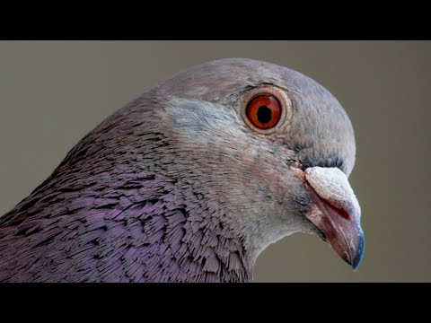 معلومات مثيرة لم تعرفها من قبل عن طائر الحمام الحمام الطيور 