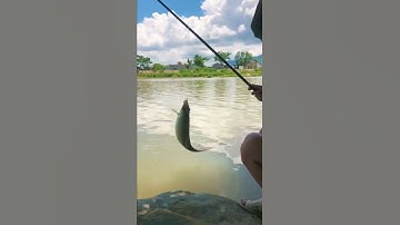 Giật cá lúi như thế này mới đã 😍 #shorts