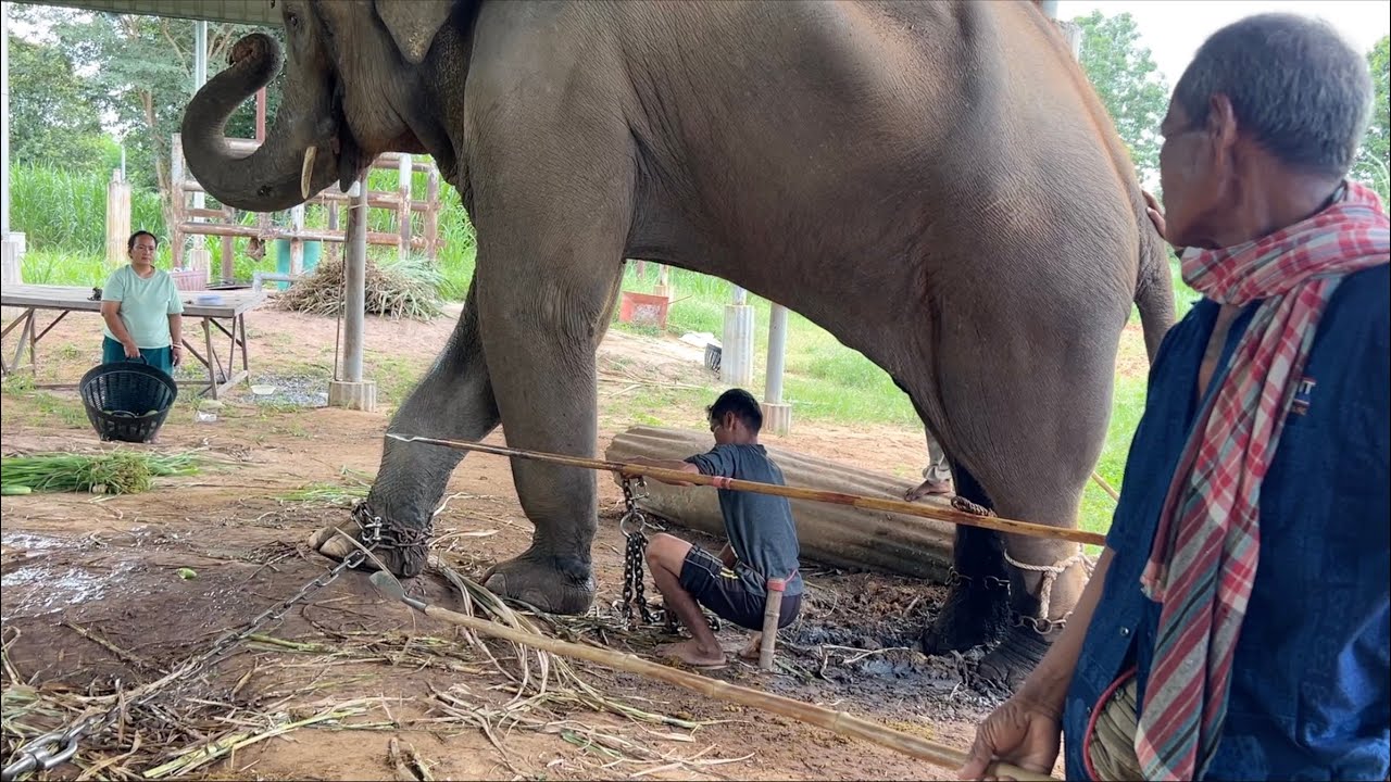 ระทึก❗️ เปลี่ยนโซ่ช้างตกมัน #viral