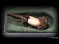 ヘラクレスオオカブト♂の羽化の瞬間を最初から最後まで観察してみた/The Metamorphosis of a Hercules Beetle【昆活 ♯14】