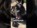 The only 5 Dogs That even the military is afraid of #dog #canecorso #dogoftiktok #usa🇺🇸 #usa