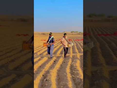 بدايه زراعه البطاطا في ولاية وادي سوف الجزائر ربي يعين رجال لي فيها