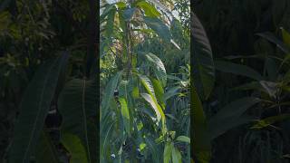 Mango Seedlings Project - May 2026