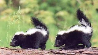 Cute Baby Skunks