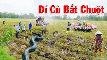 Cảnh Dân Miền Tây Đi Theo Máy Cắt Lúa Bắt Chuột - Bắt Rắn | Catch The Mouse - Catch Snakes