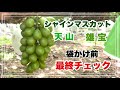 袋かけ前最終チェック シャインマスカット・天山・雄宝