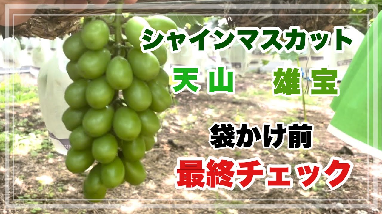 袋かけ前最終チェック　シャインマスカット・天山・雄宝