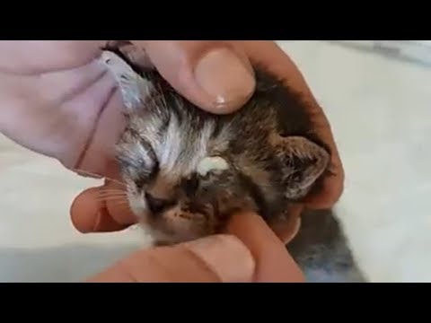 Videó: Chorioretinitis Macskákban Macskaszem Problémák - A Szemhéj Gyulladása
