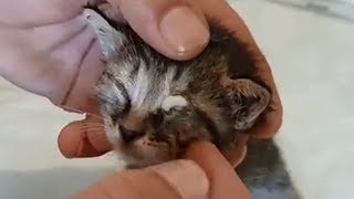 Cat Rescue | Remove Ticks And Flea Infection In The Eyes Of 4 Kitten