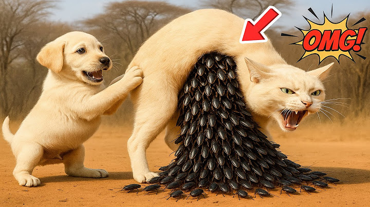 Unbelievable Rescue: Dog Saves Kittens – Mother Swarmed by Parasitic Wasps