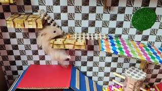 Obstacle courses for hamster | Miniature house for hamster | Naughty hamster