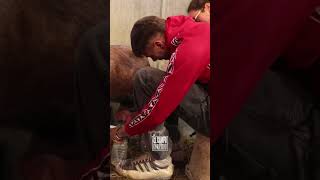 Aprendiendo a ordeñar una cabara