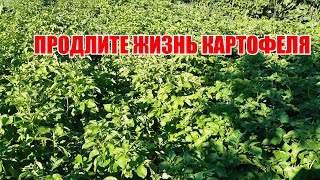 Продлите жизнь картофелю и получите больший урожай.