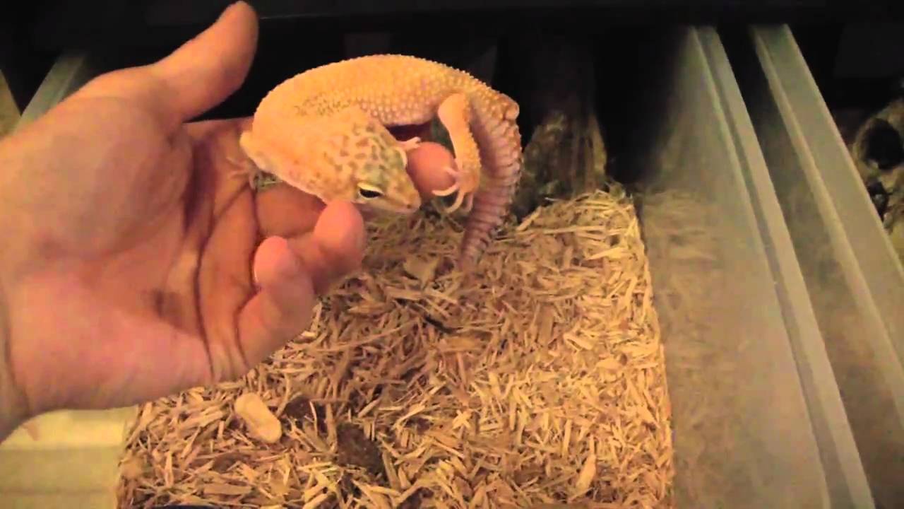 Best Beginner Reptile / Lizard - Leopard Gecko! - YouTube