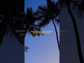 The Silence in the Palms 🌴 | A Quick Reality Check #shorts