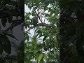 Soursop Fruit முள்ளுசீதா பழம் cancerfruit #nkpnature #cancerfruit #soursop #முள்ளுசீதா #savewildlife