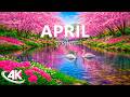 Spring Flowers 4K – April 2026 🌸 Cherry Blossoms, Colorful Petals &amp; Soft Morning Glow