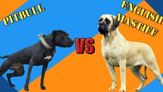 English Mastiff Vs Pitbull Pitbull Vs English Mastiff Indian Dogs Junction.