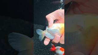 Why Is This Guy Wasting Fish Eggs?