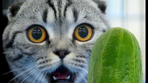 Cats VS Cucumber -Best FUNNY CAT VİDEOS