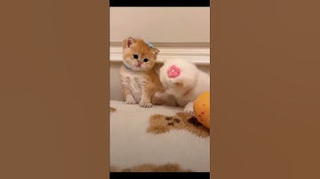 Thumbnail of cute cats #cuteanimal #animals #cat #kitten  ckoinichiwa Sayonara song #ytshorts