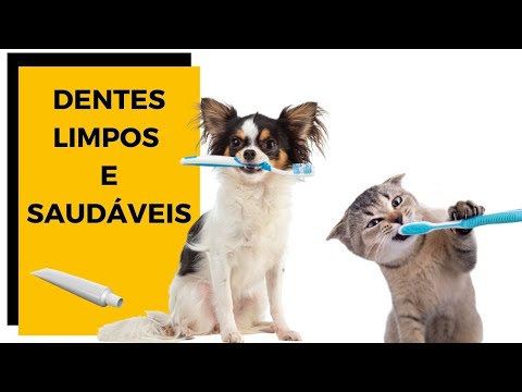 Vídeo: Cão e gato Dental Care: etapas simples para dentes saudáveis