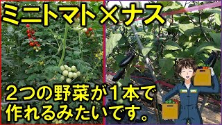 【接木苗】タキイ種苗から1本でミニトマトとナスが作れる苗が出るみたいです。