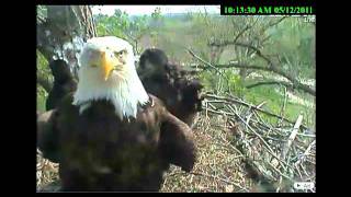 Decorah eaglets forty days old, close up shots