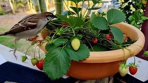 AI Skill Test: Beautiful pair of sparrow on strawberry garden