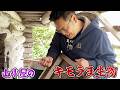 田舎の山小屋にいるキモい虫が美味い